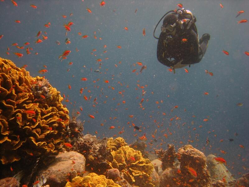 School of Scalefin Anthias