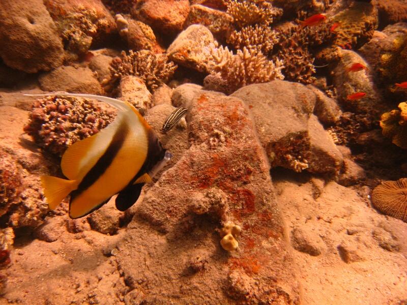 Red Sea Bannerfish