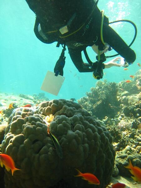 Jenny cruises over the reef, camera in hand