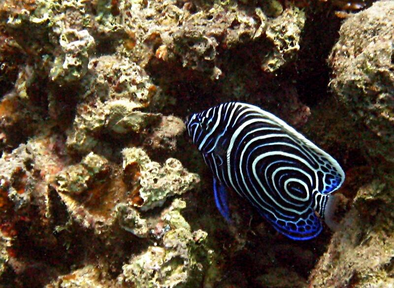 Juvenile Emperor Angelfish