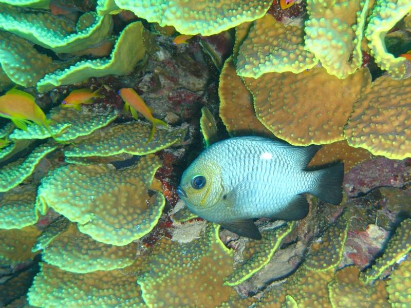 Damselfish