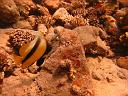 Red Sea Bannerfish