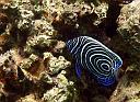 Juvenile Emperor Angelfish