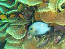Damselfish