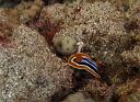 Four Colour Chromodoris