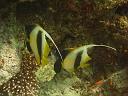 Pair of Bannerfish