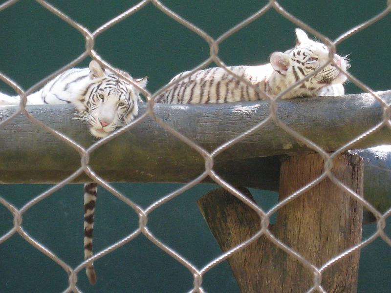 Tigers in Siegfried and Roy's Secret Garden